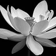 White Lotus Art Print