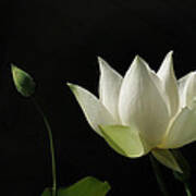 White Lotus Profile Art Print