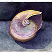 White Nautilus Art Print