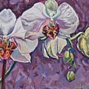 White Orchids Art Print