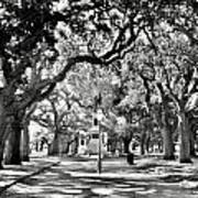 White Point Gardens At Battery Park Charleston Sc Black And White Art Print