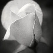 White Rose Moonlight Glow - Black And White Flower Photography Art Print