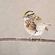 White Throated Sparrow Art Print