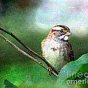 White-throated Sparrow Art Print