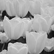 White Tulips B/w Art Print