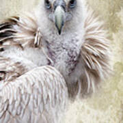 White Vulture Art Print