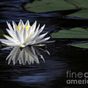 White Water Lily Left Art Print