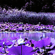 White Water Lotus In Violet Art Print