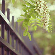 White Wisteria Flowers Near Fence Art Print