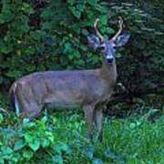 Whitetail Buck 029 Art Print