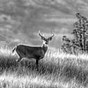 Whitetail Buck B/w Art Print