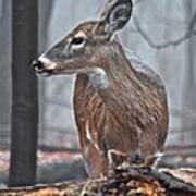 Whitetail On A Foggy Morning Art Print