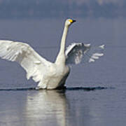 Whooper Swan Flapping Hokkaido Japan Art Print
