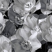 Wide Open Tulips In B W Art Print