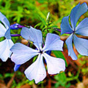 Wild Blue Phlox Near Hastings-michigan Art Print