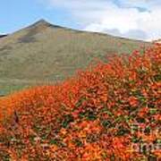 Wild Crocosmia Ireland Art Print