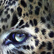 Wild Eyes - Leopard Moon Art Print