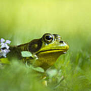 Wild Green Frog Art Print