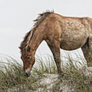 Wild Horse Mare On Sand Dune Art Print