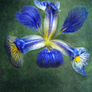 Wild Iris Art Print