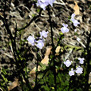 Wild Lavender Flowers Art Print