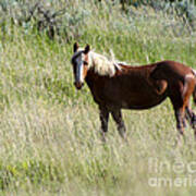 Wild Palomino Art Print