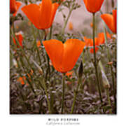 Wild Poppies Art Poster - California Collection Art Print