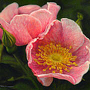 Wild Rose Art Print