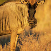 Wildebeest At Dawn, Chobe National Art Print
