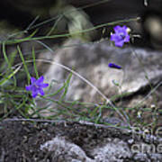 Wildflowers On Rocks Art Print