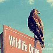 Wildlife Drive Greeter Art Print