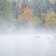 Wildlife Pond - Bethlehem New Hampshire Usa Art Print