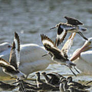 Willets And White Pelicans Art Print