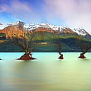 Willow Trees Of Glenorchy Art Print