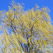 Wind In A Willow Art Print