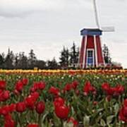 Windmill Red Tulips Art Print