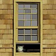Window Cat    No.6 Art Print