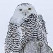 Winking Snowy Owl Art Print