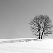 Winter - Snow Trees In Mono Art Print