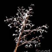 Winter Crepe Myrtle Art Print