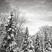 Winter Forest In Black And White Art Print