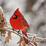 Winter Northern Cardinal Art Print
