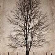 Winter Tree Art Print