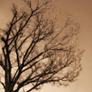 Winter Tree In Sepia Art Print