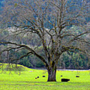 Winter Tree With Cows By The Umpqua River Art Print