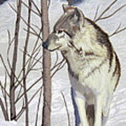 Winter Wolf Art Print