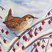 Winter Wren Art Print