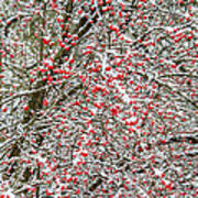 Winterberry During A Snowfall Art Print