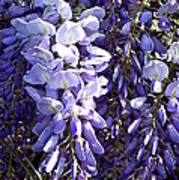 Wisteria Ii Art Print