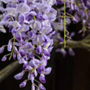 Wisteria Art Print